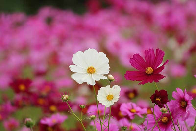 ZIXA Cosmos ‘Sensation’ Blend. Seed(30 per packet)