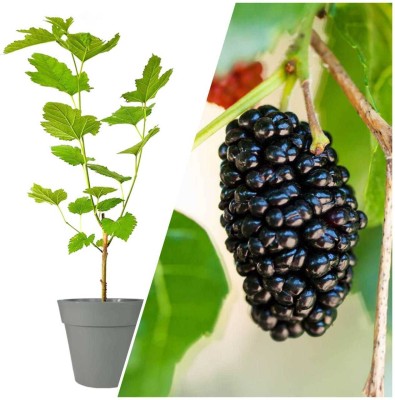 Greenhouse Stock Shahtoot/Mulberry Plant(Hybrid, Pack of 1)