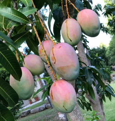 Baramasi Grafted Mango Plant(Hybrid, Pack of 1)