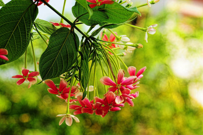 The Entacloo Madhumalti/Rangoon Creeper(Hybrid, Pack of 1)