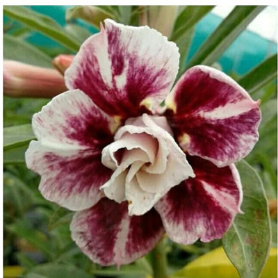 Padmavatii Adenium Plant(Hybrid, Pack of 1)