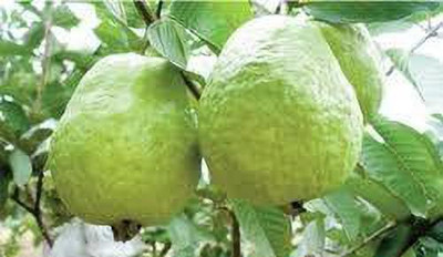 FasanGreen Guava Plant(Hybrid, Pack of 1)