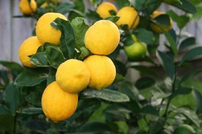 TRICONE Lemon Seed(10 per packet)