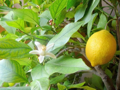 ENINE Kagzi Nimbu Lemon Gardening Plant Seeds AE27 Seed(5 per packet)