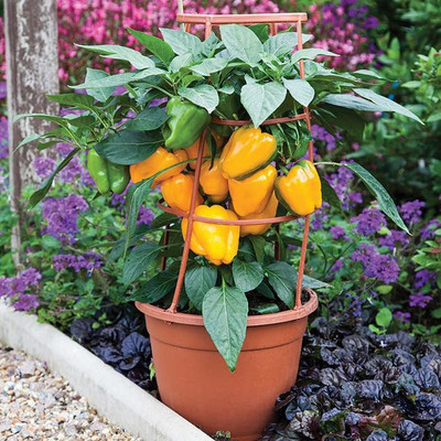 VibeX ® VXI-262 F1 Capsicum Yellow Hybrid Seeds Seed(200 per packet)