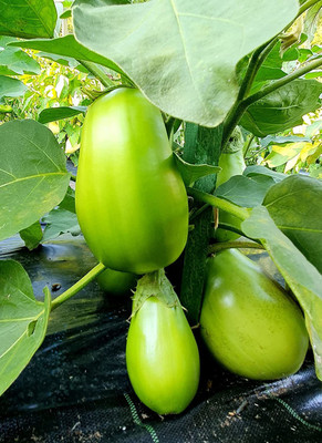 CYBEXIS VXI-70 - Brinjal Green Round | Eggplant Hybrid - (1350 Seeds) Seed(1350 per packet)