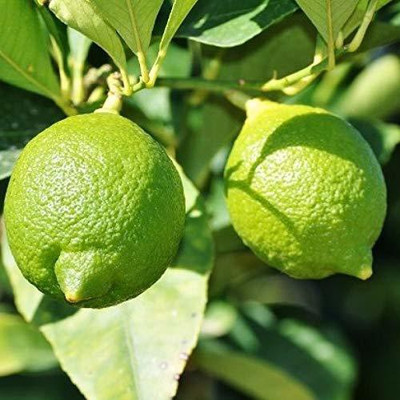 MKR Entperises Nimbu Seed(12 per packet)