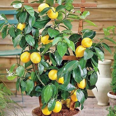 Decon Lemon Seed(10 per packet)
