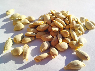 MKR Entperises Nimbu Seed(12 per packet)