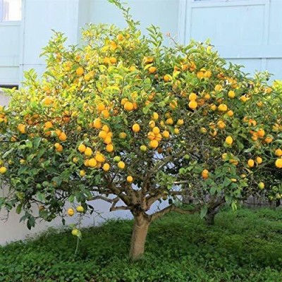 ENINE Kagzi Nimbu Lemon Gardening Plant Seeds AE21 Seed(5 per packet)