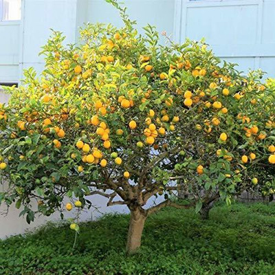 Decon Lemon Seed(10 per packet)