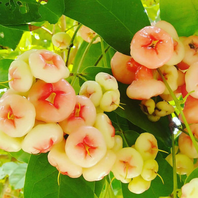 Cloud Farm Java Plum Plant(Hybrid, Pack of 1)