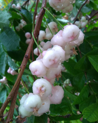 Cloud Farm Jamun Plant(Hybrid, Pack of 1)