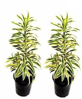 Amazing Gurden Song Of India Plant(Pack of 1)
