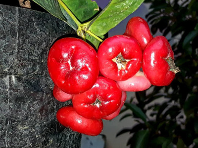 Elanthalir Java Plum Plant(Hybrid, Pack of 1)