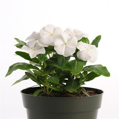 Amazing Gurden Sadabahar Plant(Pack of 1)