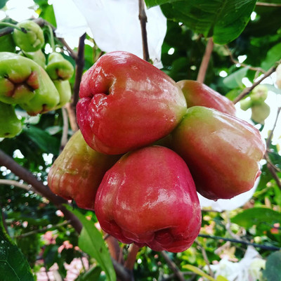 Cloud Farm Java Plum Plant(Hybrid, Pack of 1)