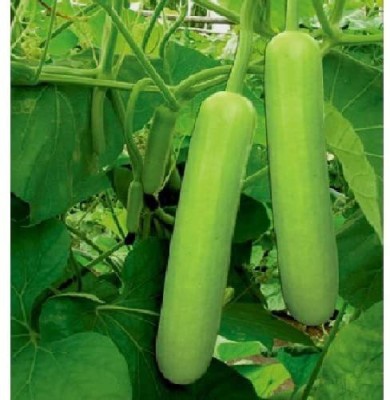 MKR Enteprises Bottle Gourd Seed(100 per packet)