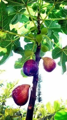 MAA Fig, Anjeer Seed(40 per packet)