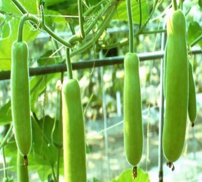 MKR Enteprises Bottle Gourd Seed(100 per packet)