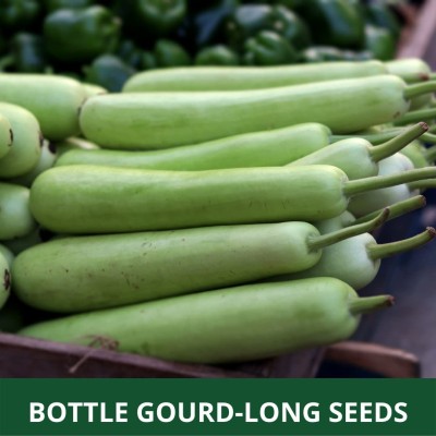 MKR Enteprises Bottle Gourd Seed(100 per packet)