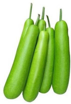 MKR Enteprises Bottle Gourd Seed(100 per packet)