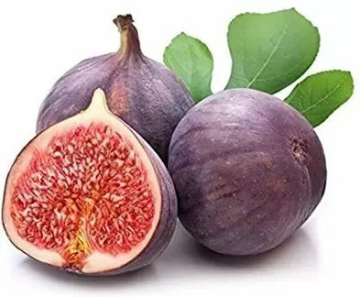 Aro Fig, Anjeer Seed(30 per packet)
