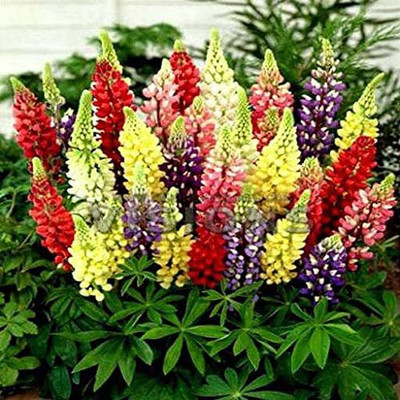 AXAQI Lupin Mixed Color Flower Seed(40 per packet)