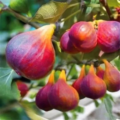 Aro Fig, Anjeer Seed(210 per packet)