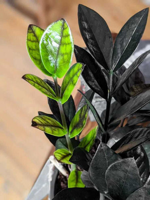 Amazing Gurden ZZ Plant(Pack of 1)