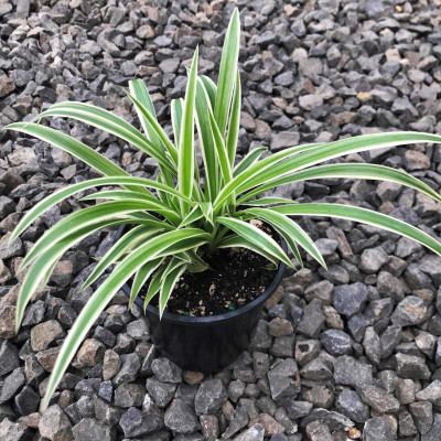 Amazing Gurden Spider Plant(Pack of 1)
