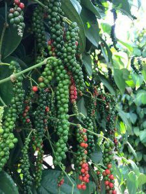 PratshyaPlant Black Pepper Plant(Hybrid, Pack of 1)