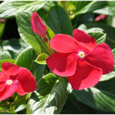 Seedsqlty vinca flower seeds all colours Seed(18 per packet)
