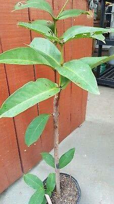 My Dream Nursery Java Plum Plant(Hybrid, Pack of 1)