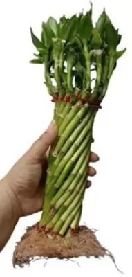 Aro Bamboo, Lucky bamboo Seed(30 per packet)