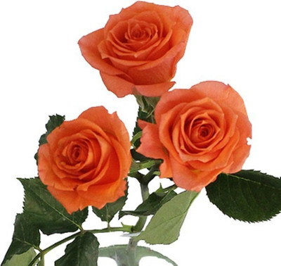 Naturo Rose Seed(10 per packet)