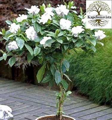 Kapebonavista Gandhraj Gulchand Gandharaj Cape Jasmine plant, it is a plant not a seed Seed(1 per packet)
