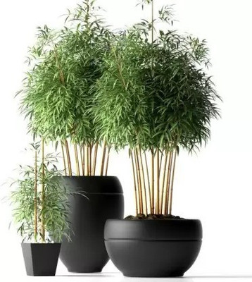 MAA Bamboo, Lucky bamboo Seed(170 per packet)