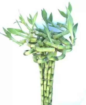 Chalisa Bamboo Plant Seed(120 per packet)