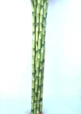 MAA Bamboo, Lucky bamboo Seed(40 per packet)