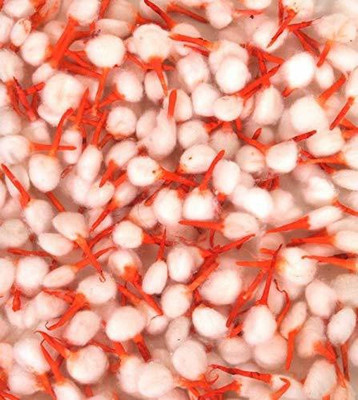 brikshi Cotton Kesar Tip Wicks Diya Batti Ghee Wick Phool Batti for Puja Set of 250 Pcs Cotton Wick(Pack of 250)