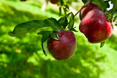 My Dream Nursery Apple Plant(Hybrid, Pack of 1)