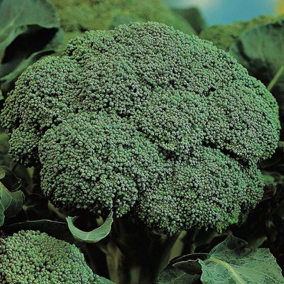 GreenHorizon Broccoli Seed(100 per packet)