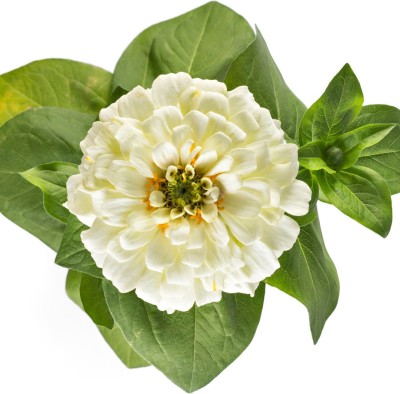 Shivnami Zinnia Elegance Dahlia Flowered Polar Bear Seed(50 per packet)