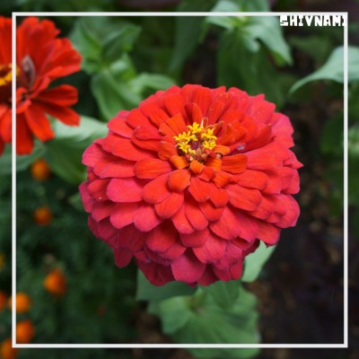 Shivnami Zinnia Elegance Dahlia Flowered Scarlet Flame Seed(50 per packet)