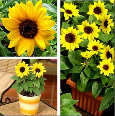 Variety House Organic Gardening Summer SunFlower Miniature Flower(30) Seed(1 per packet)