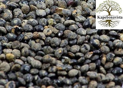 Kapebonavista Quinoa Chenopodium Quinoa Bathua 100 g Seed(1 per packet)