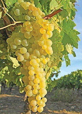 MKR Enterprises Grape Seed(25 per packet)