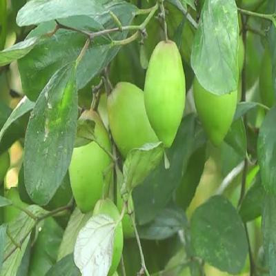 Aquinnah Graden Sadabahar Plant(Hybrid, Pack of 1)