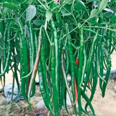 FLARE SEEDS GREEN CHILLI Seed 25 per packet Seed(25 per packet)